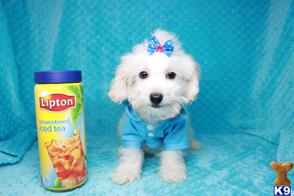 lvpuppyheaven Picture 1